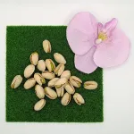 Naturbelassene Pistazien mit Schale – Oazis Natur